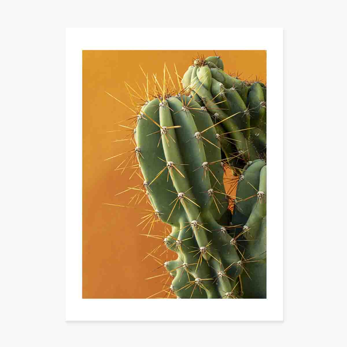 Cactusposter met kleurrijke achtergrond