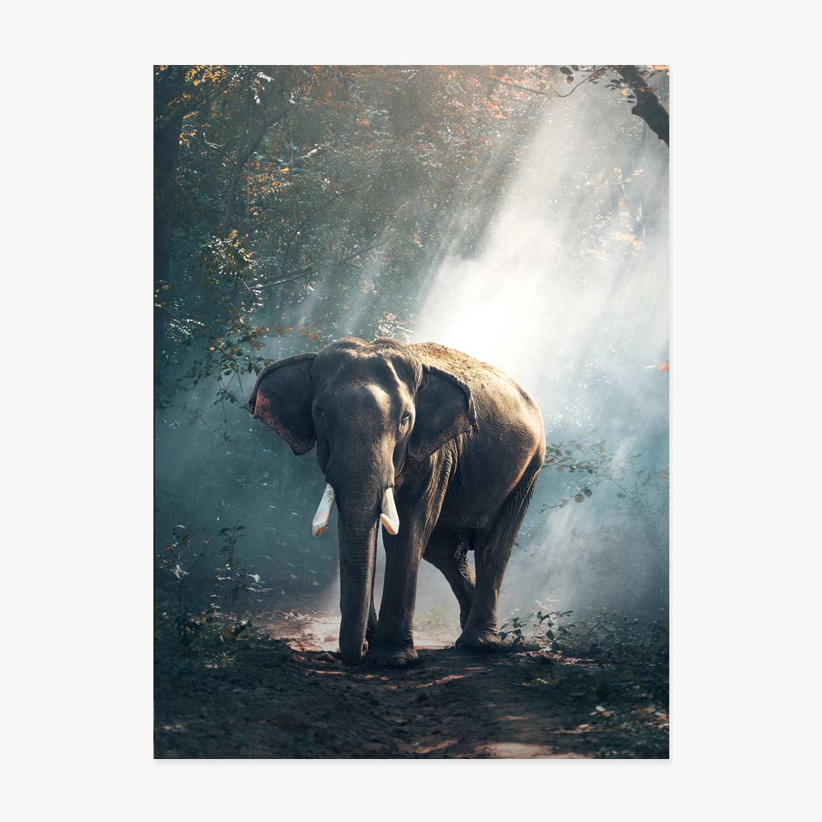 Poster Olifant