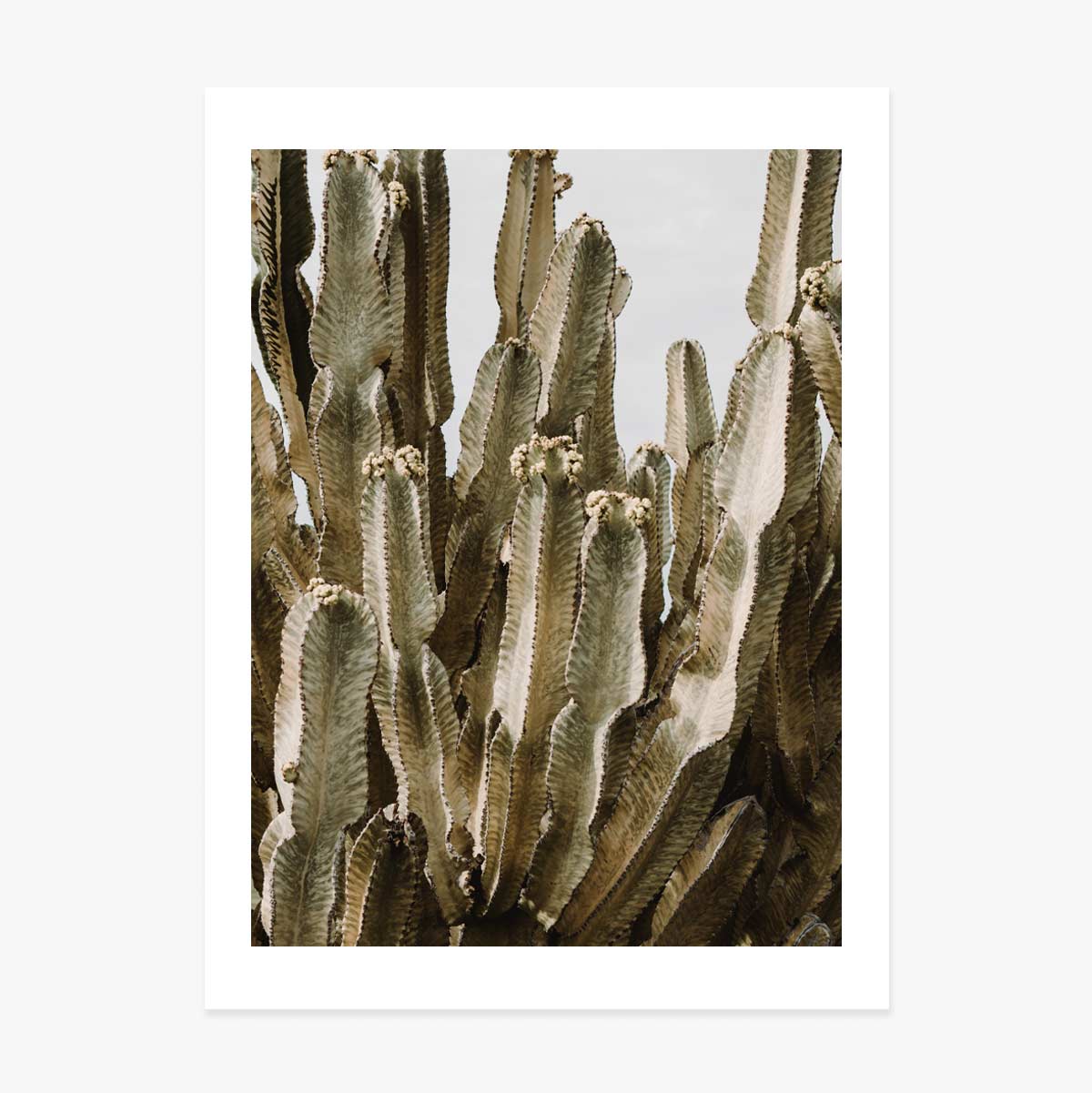 Green cactus poster