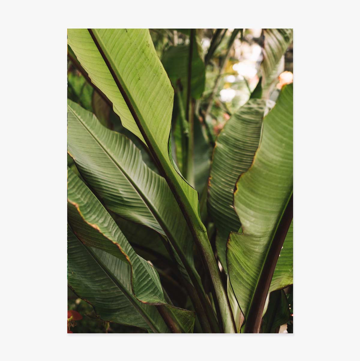 Poster met groene bladeren