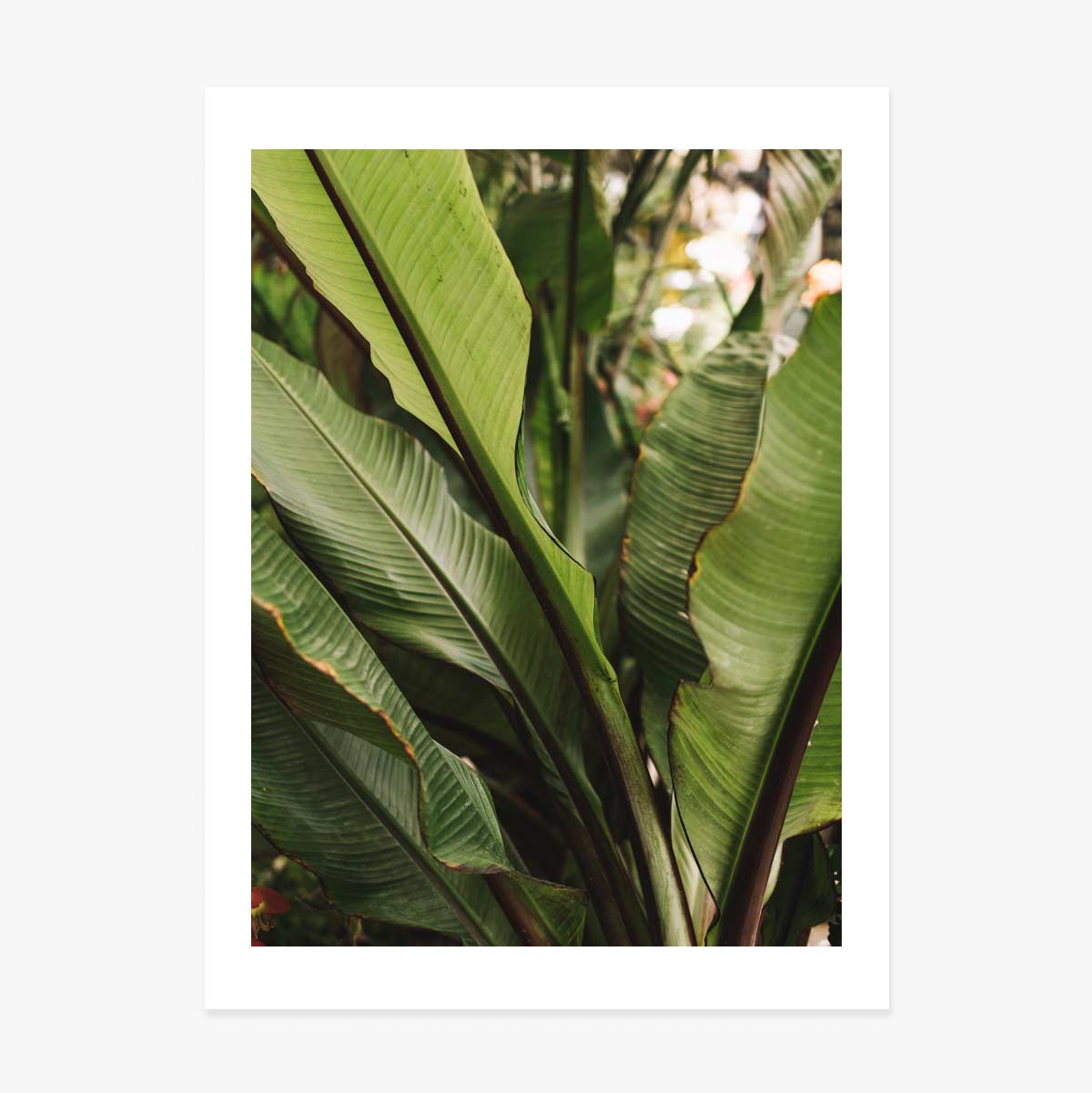 Poster met groene bladeren