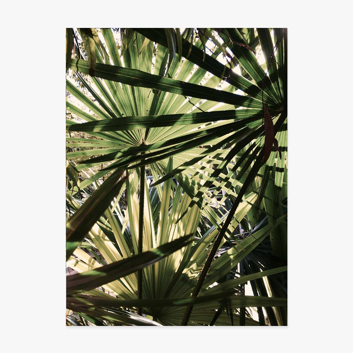 Palm tree poster
