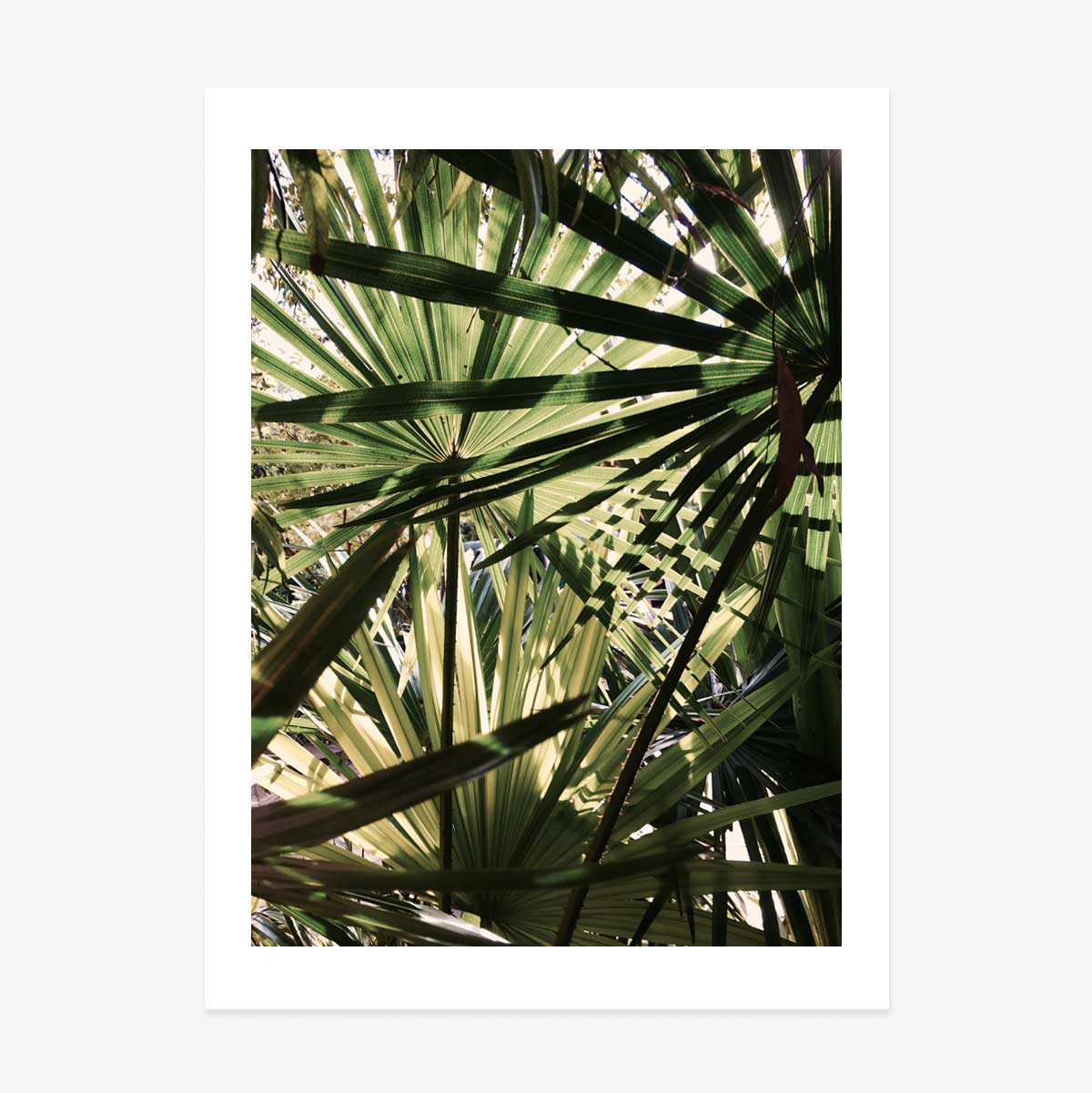 Palm tree poster
