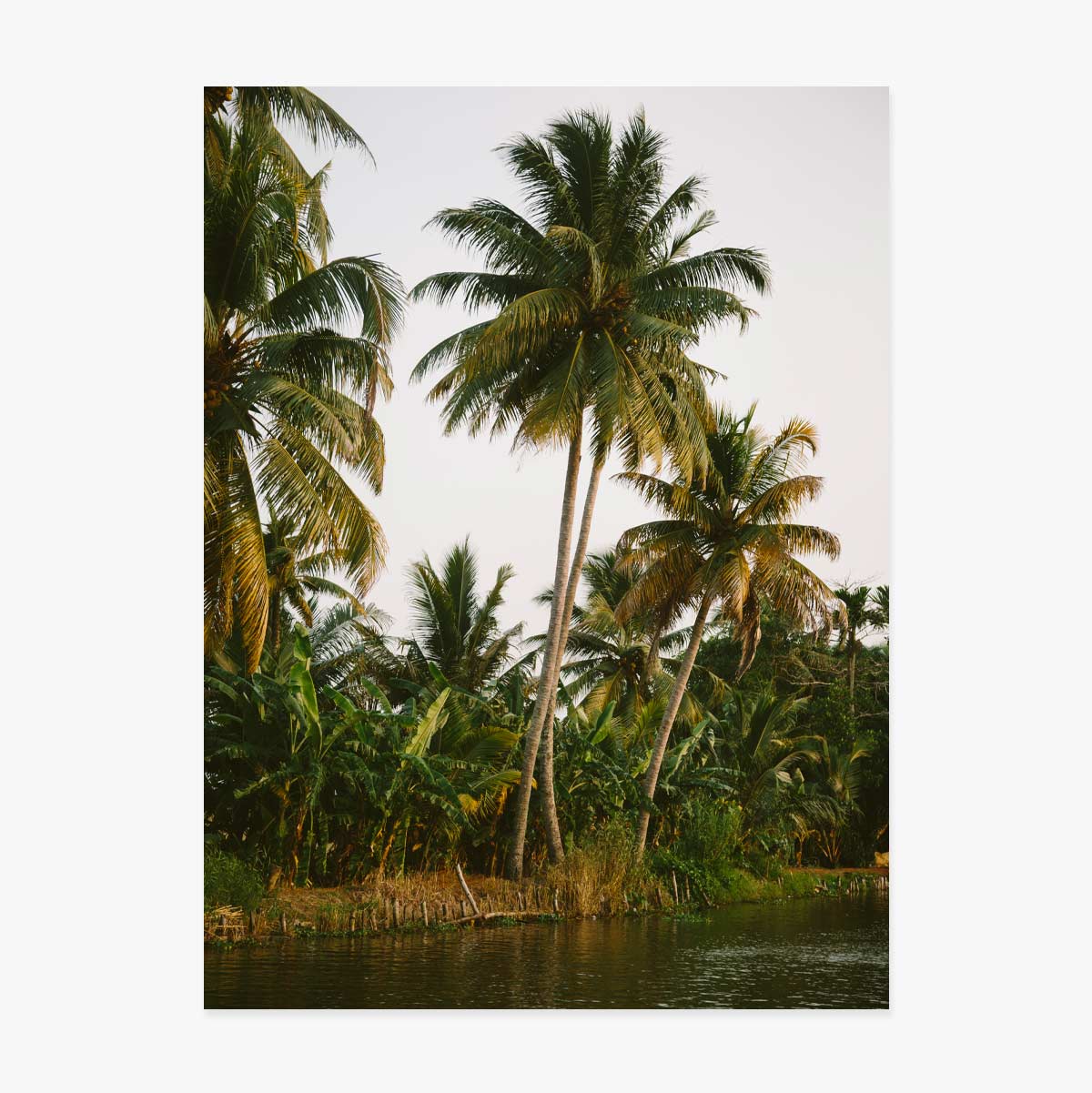 Poster met palmbomen