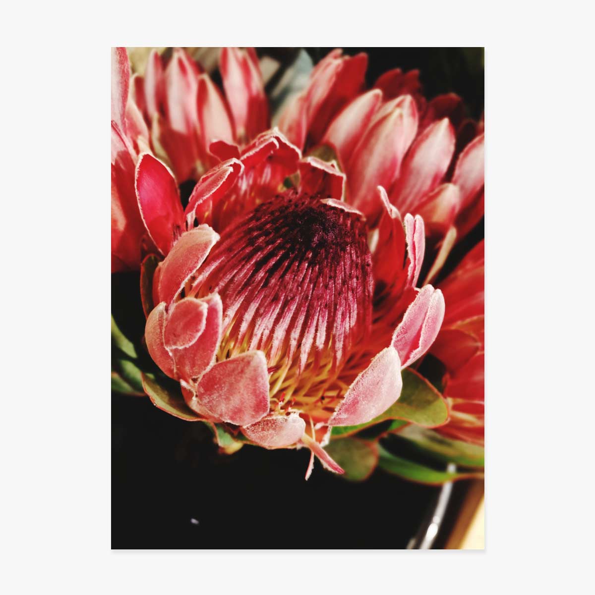 Red Flower Poster